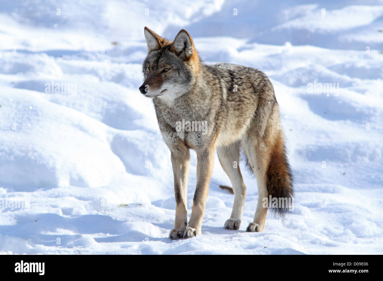 Big male coyote in winter Stock Photo Alamy