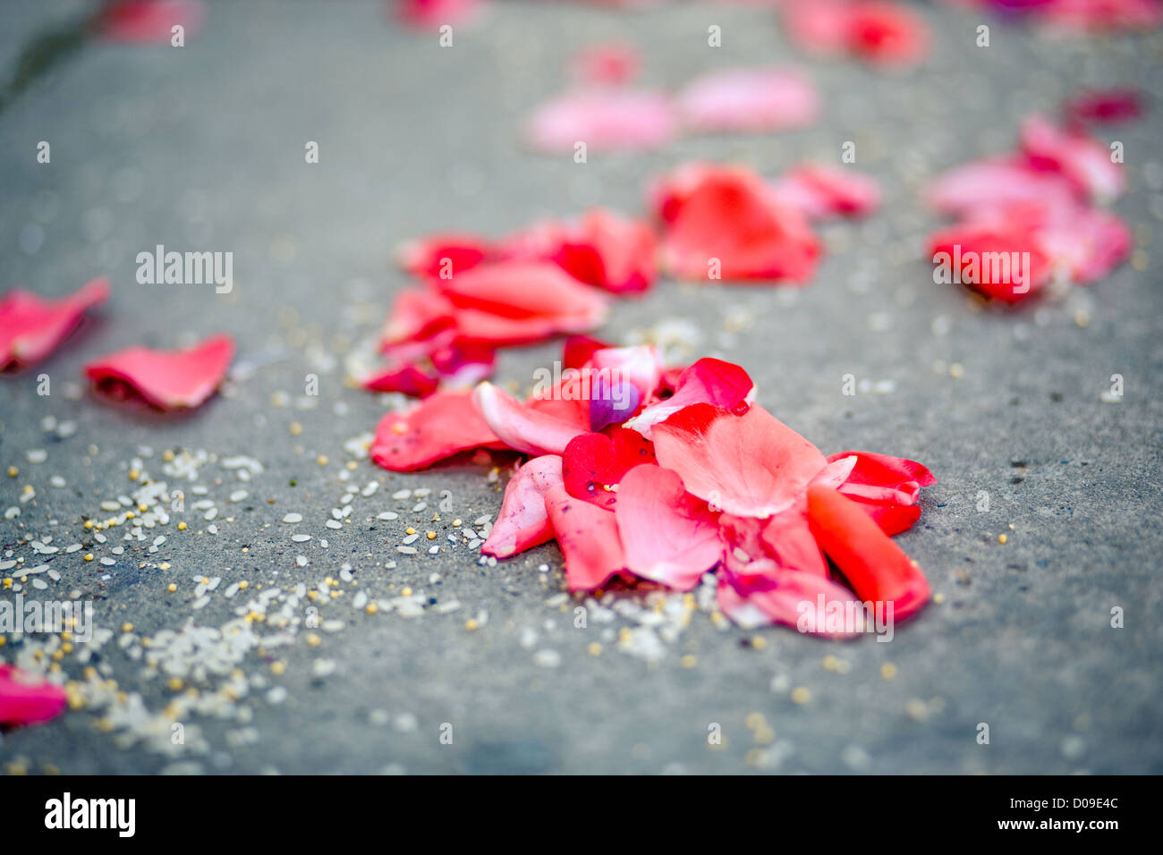 Sparse pink rose petals on asphalt after wedding ceremony, horisontal image. Stock Photo