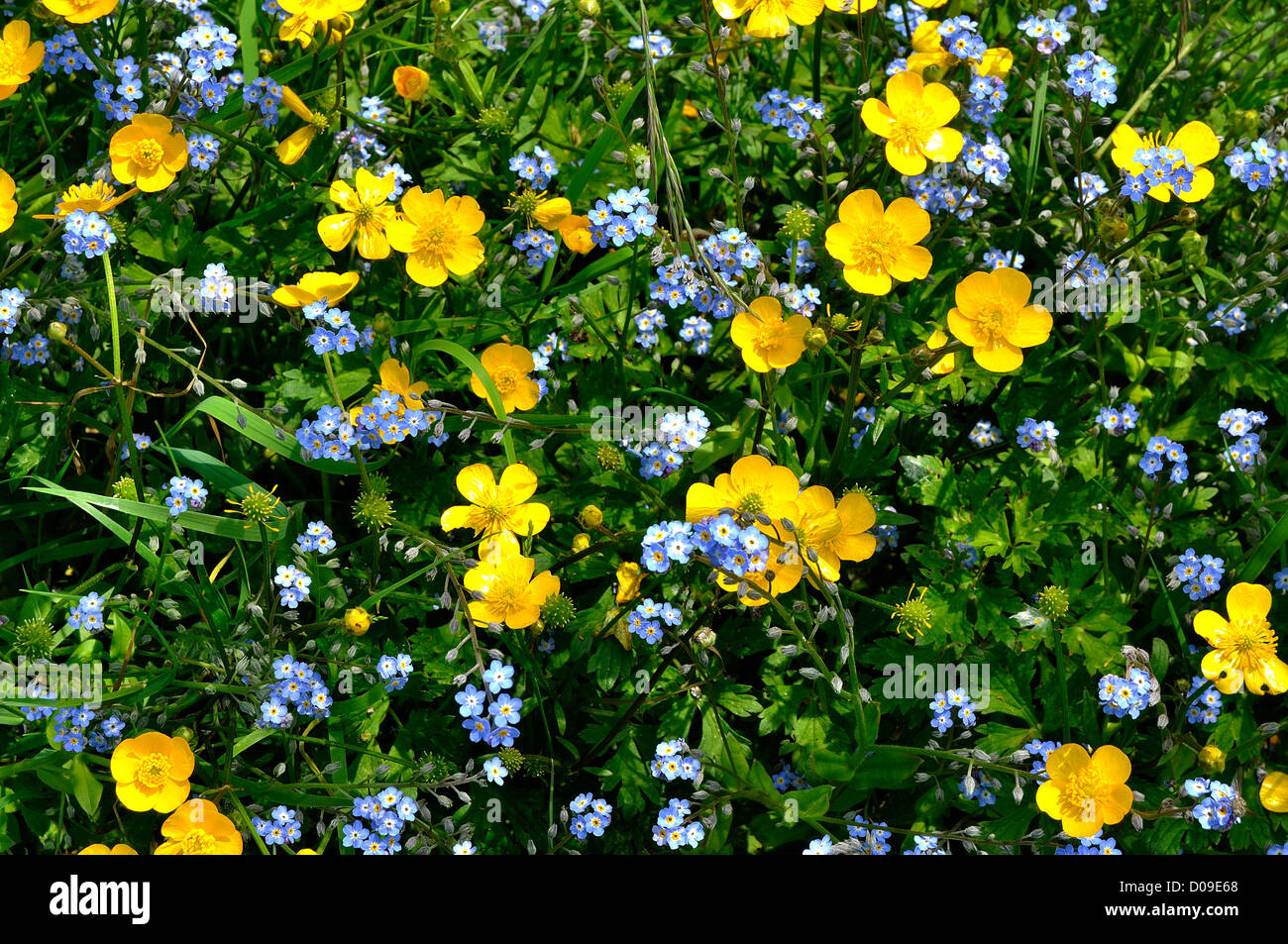 Yellow buttercups (Ranunculus acris) and Myosotis (Forget-me-not) in garden, in may. Stock Photo