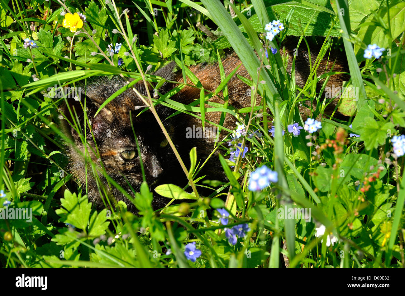A cat is lying in the middle of a garden path herbs. Stock Photo