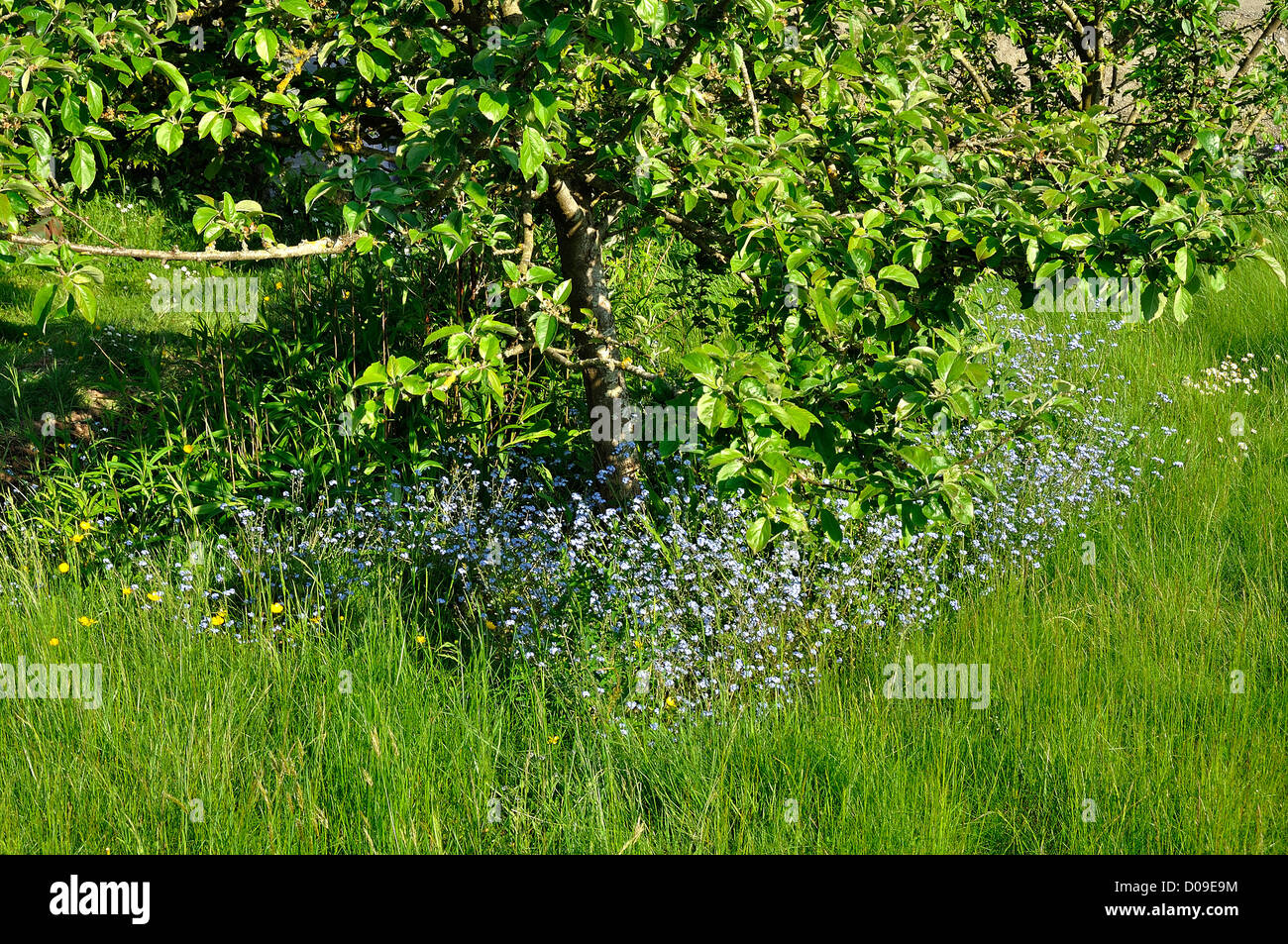 Russet apple tree (Malus domestica) on the garden with myosotis in bloom at the foot of the tree, in may. Stock Photo
