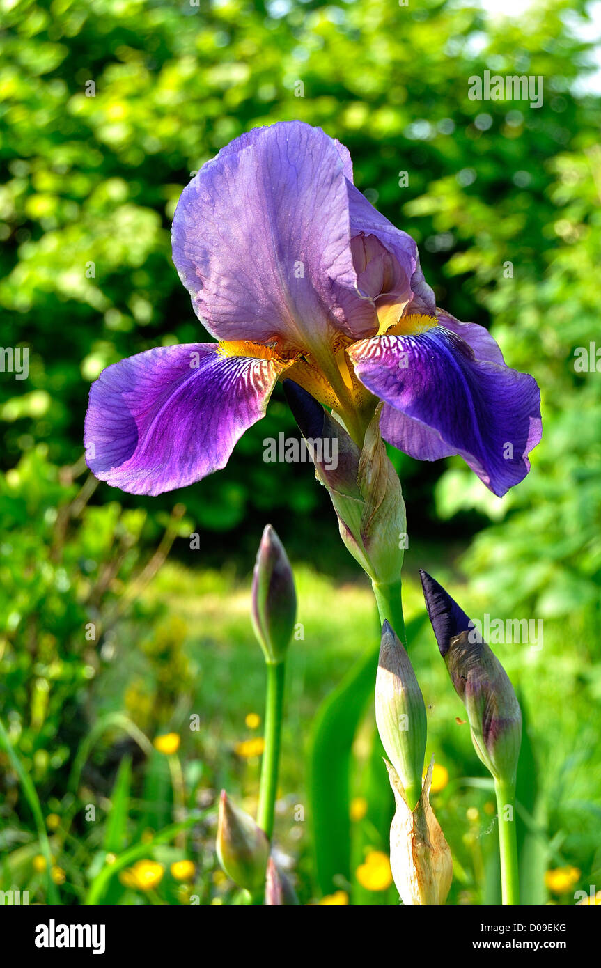 Flower of iris (Iris germanica, hybrid Barbata-Elatior) in bloom, in may, in a garden. Stock Photo