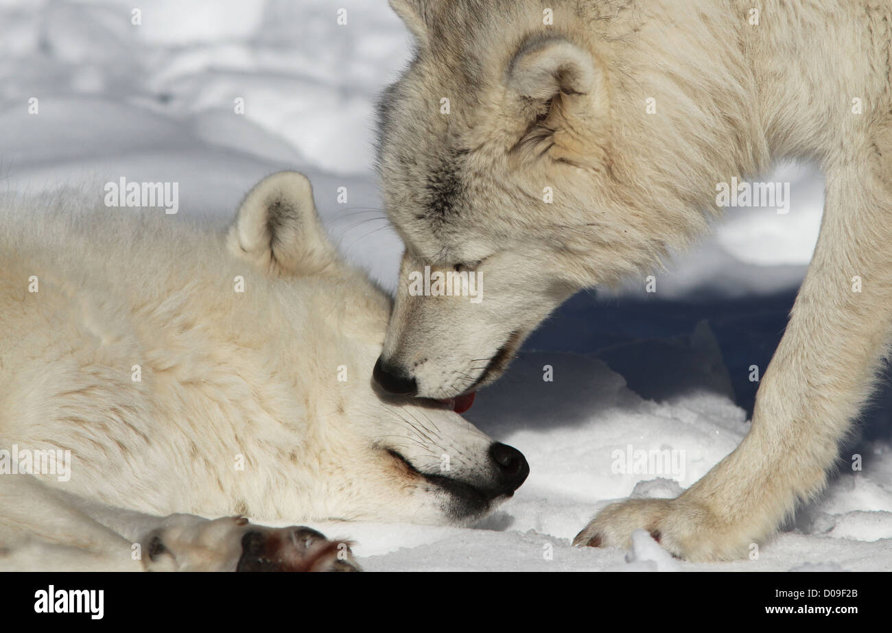 Arctic wolves closeup pair in snow Stock Photo