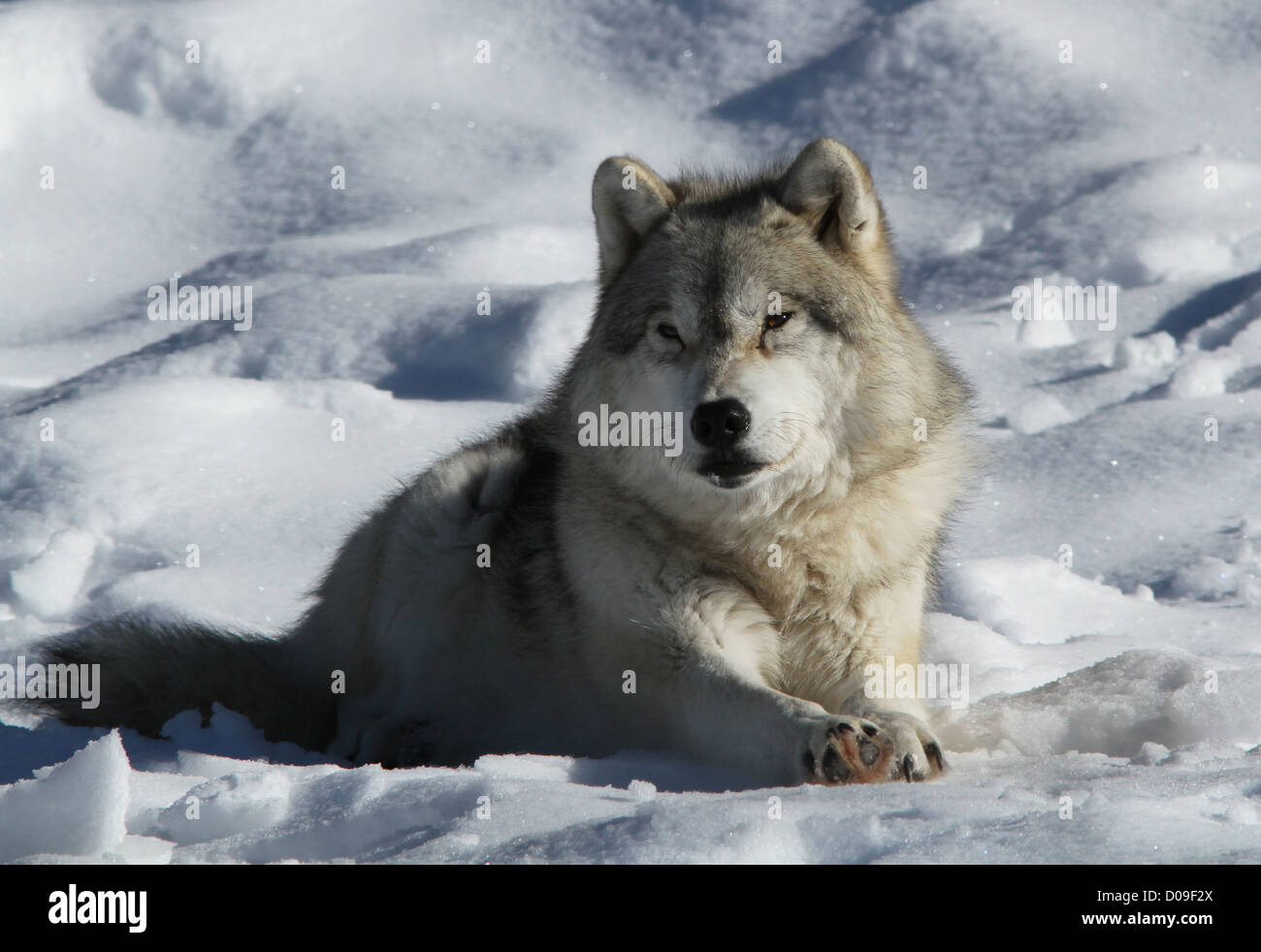 White alpha male arctic wolf hi-res stock photography and images - Alamy