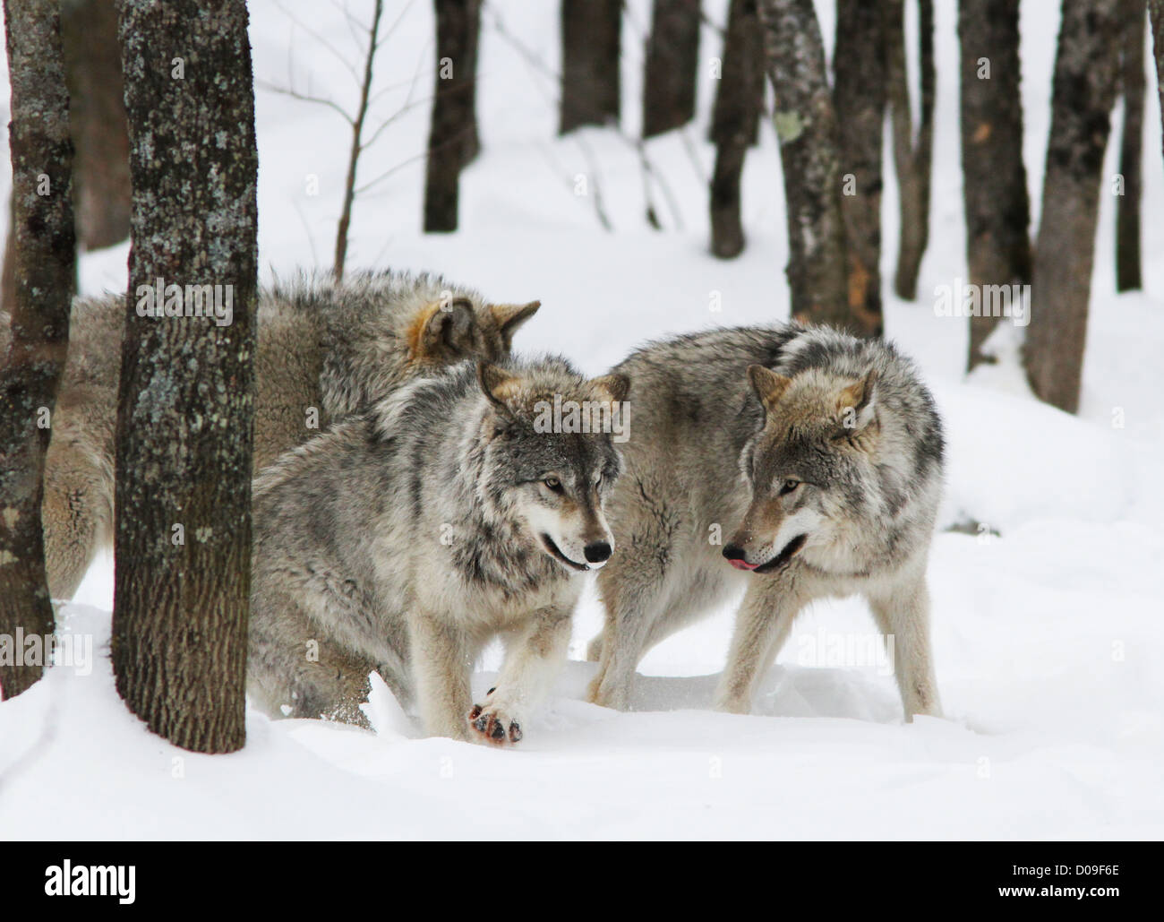 Playing timber wolves pack in winter. Stock Photo