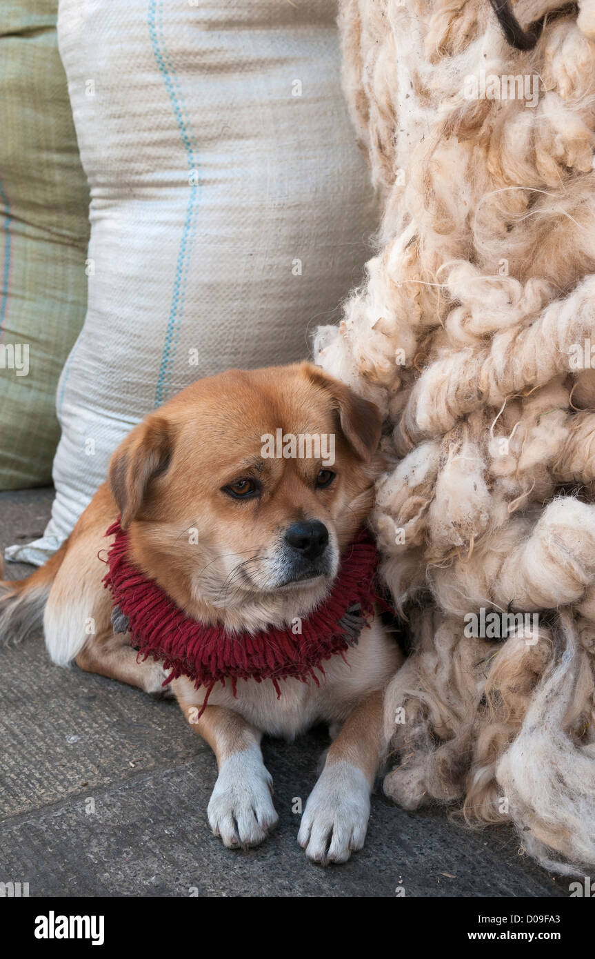 Tibetan Mastiff puppy with traditonal red cloth collar awaits owner alongside bales of sheep wool at street market, Lhasa, Tibet Stock Photo