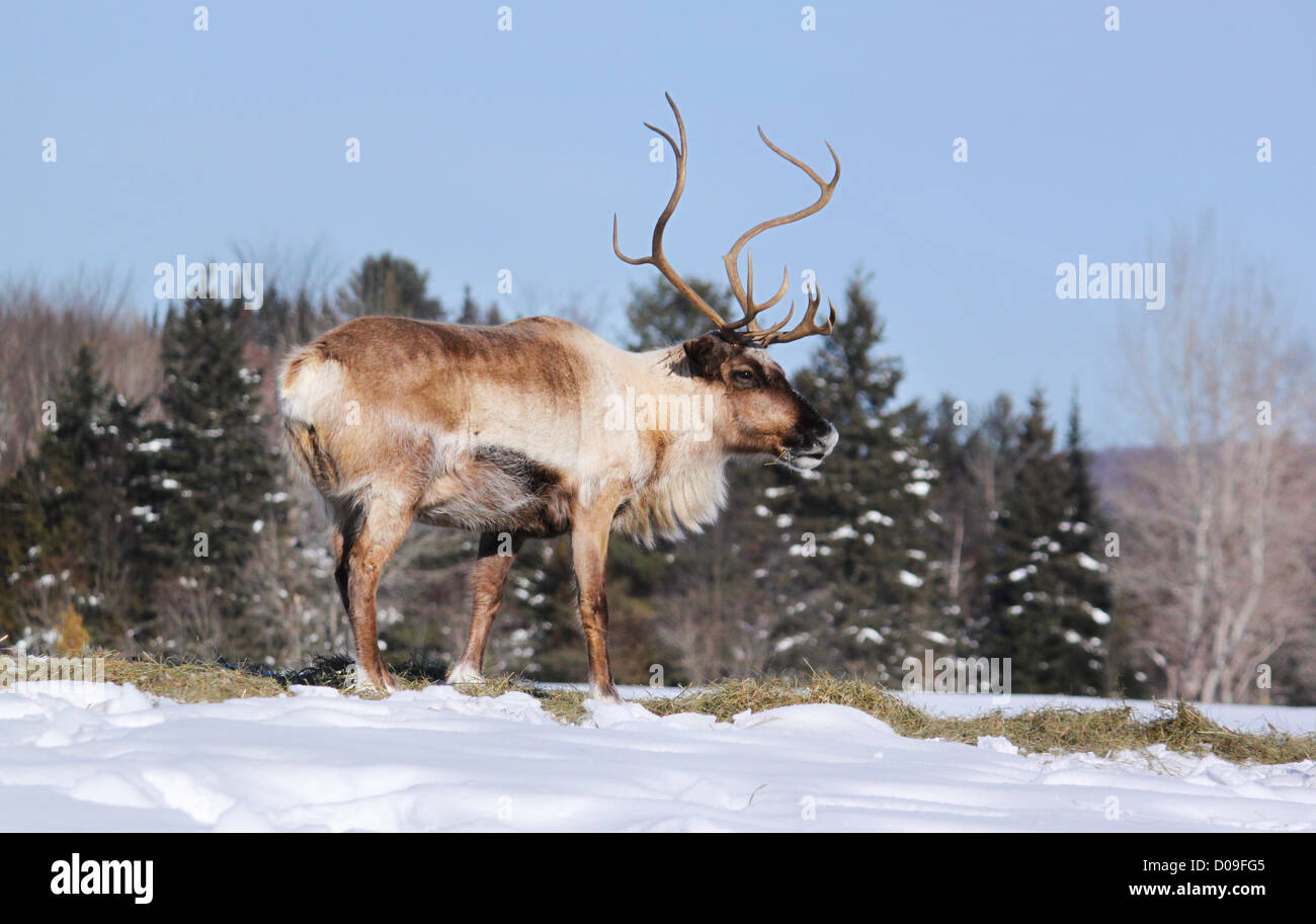 Winter Caribou in tundra-Canada Stock Photo
