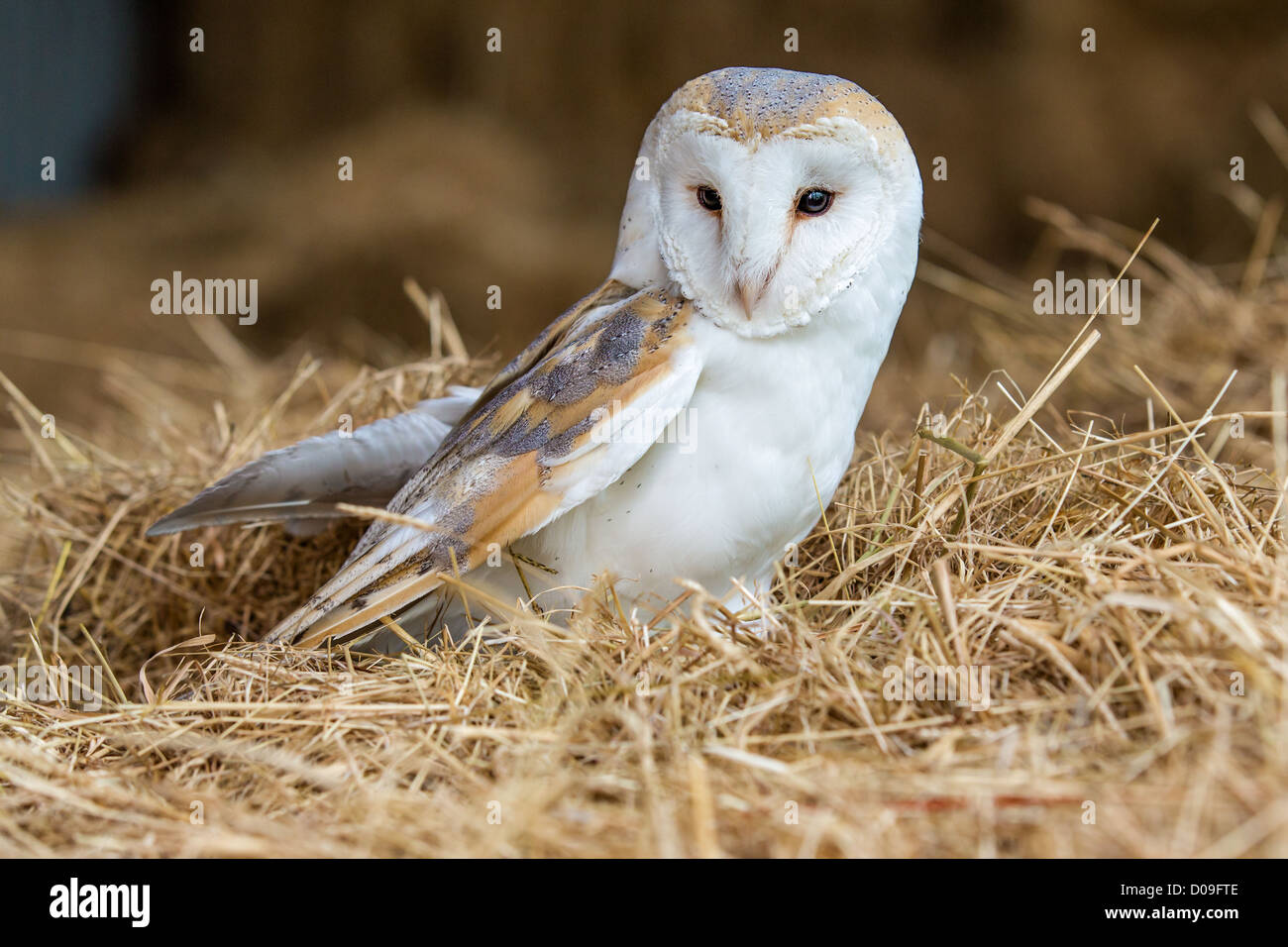 Barn owl (Tyto alba) resting in a hay loft, England Stock Photo
