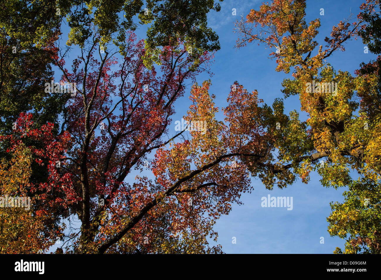 The colors of autumn leaves against a deep blue sky Stock Photo - Alamy