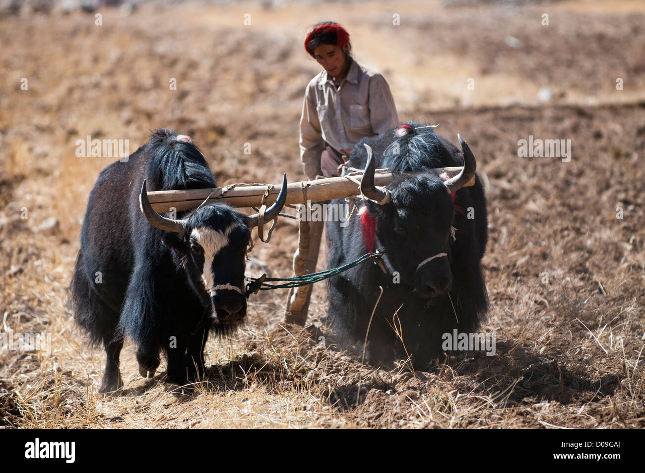 Farmer controls wooden plow pulled by yoked yaks after Fall harvest, near  Lhasa, Tibet, China Stock Photo - Alamy