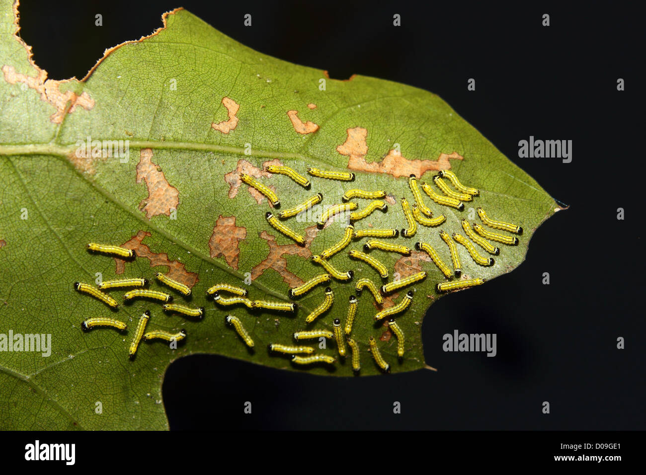 Tiny yellow caterpillars feed on a leaf Stock Photo Alamy