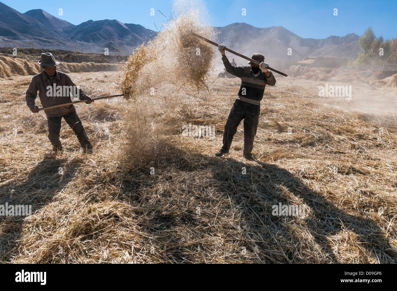 On outskirts of Lhasa, men thresh grain after Fall harvest, Tibet, China Stock Photo