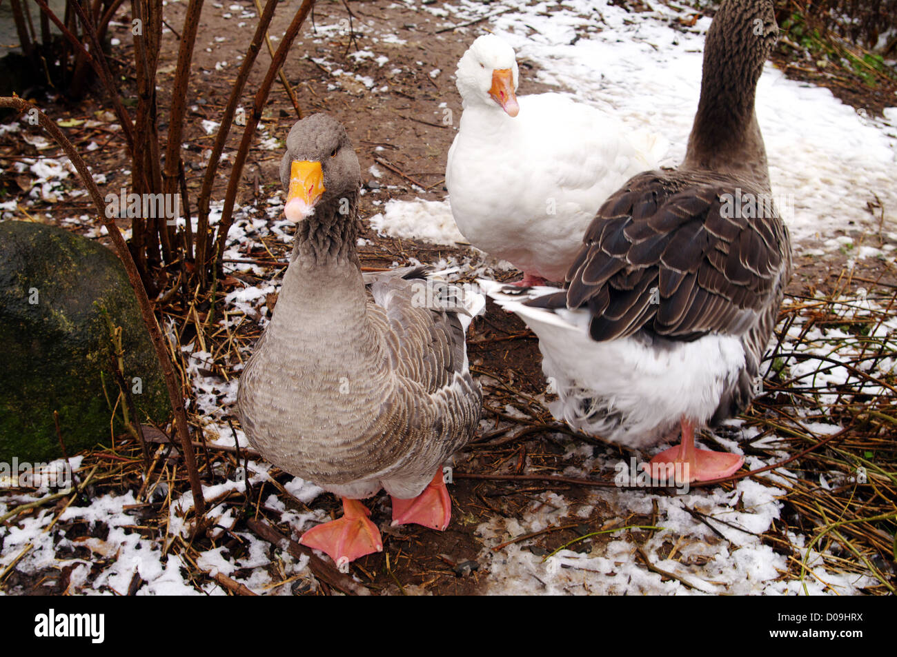 Grey Toulouse Goose at O'Dell Stock Photo Alamy