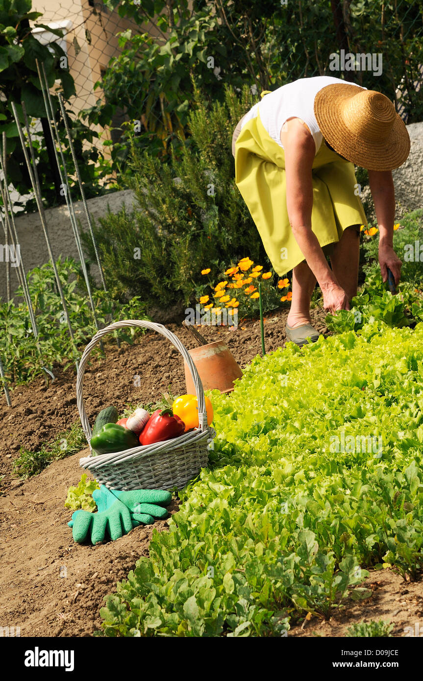 garden situation with senior woman and basket of vegetables Stock Photo ...