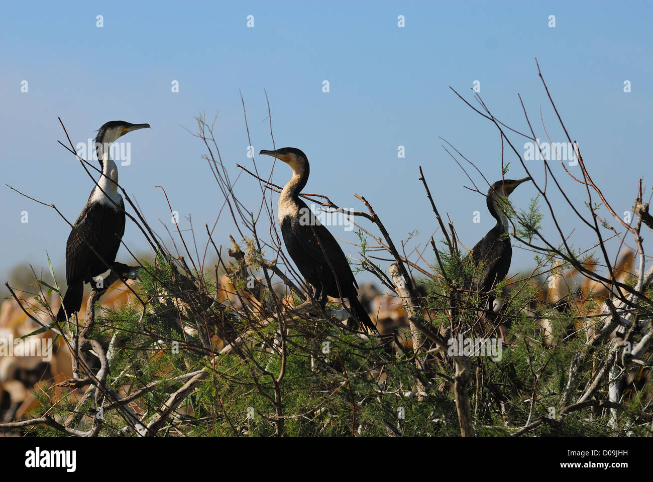 A cormoran colony, at the djoudj reserve, Senegal, Africa Stock Photo