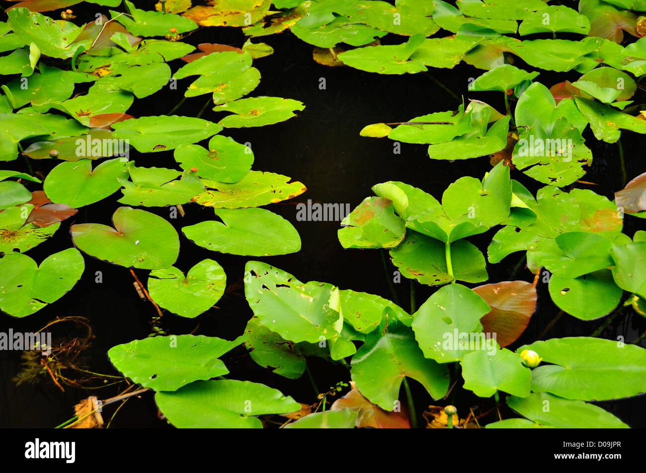 Lily pads swamp florida everglades hires stock photography and images