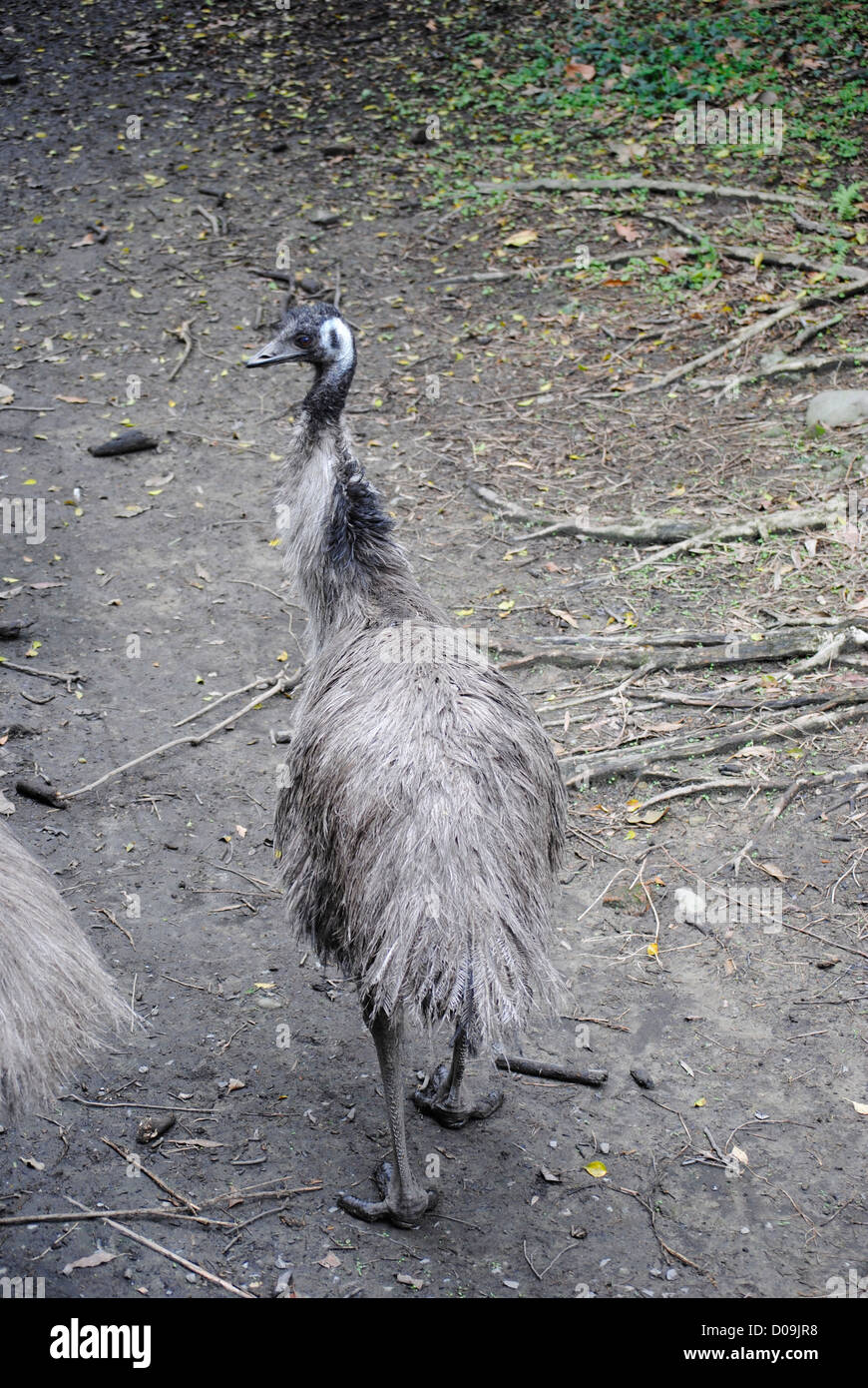 Emu walking and looking back Stock Photo