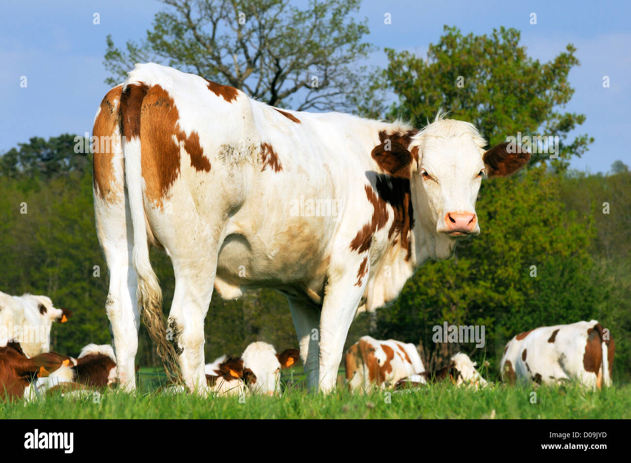 dairy cows in green pasture Stock Photo - Alamy