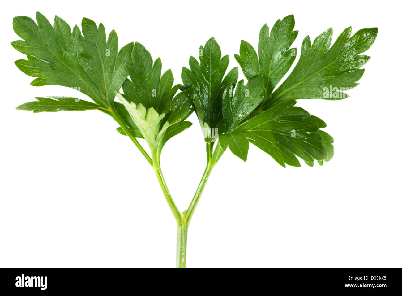 Macro view of fresh green parsley leaves isolated over white Stock ...