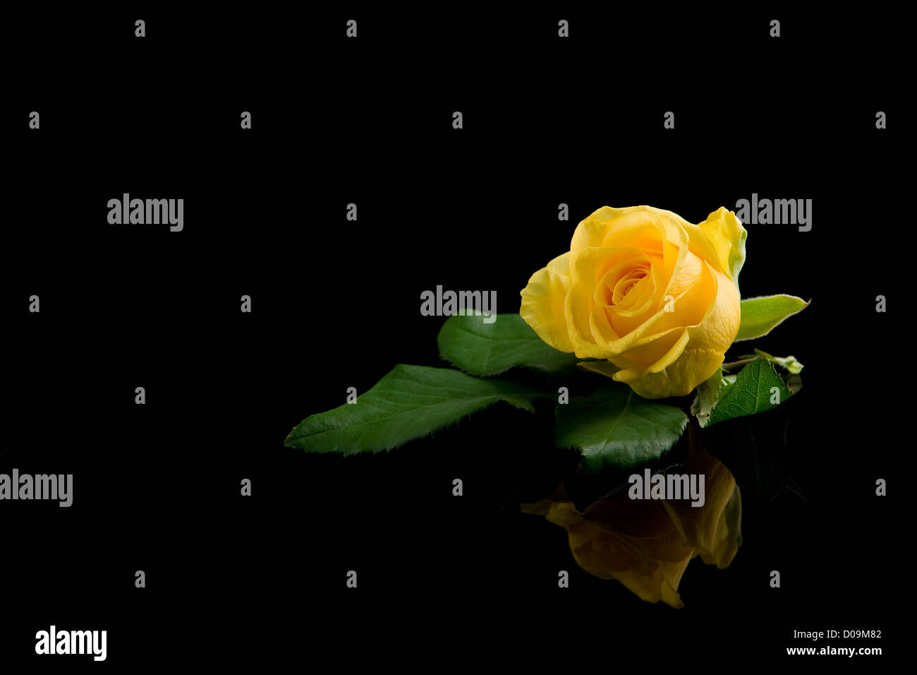 Yellow rose photo up close hi-res stock photography and images - Alamy