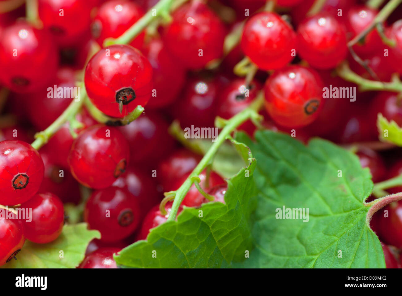 Close up view of a heap of red currants with green leaf Stock Photo