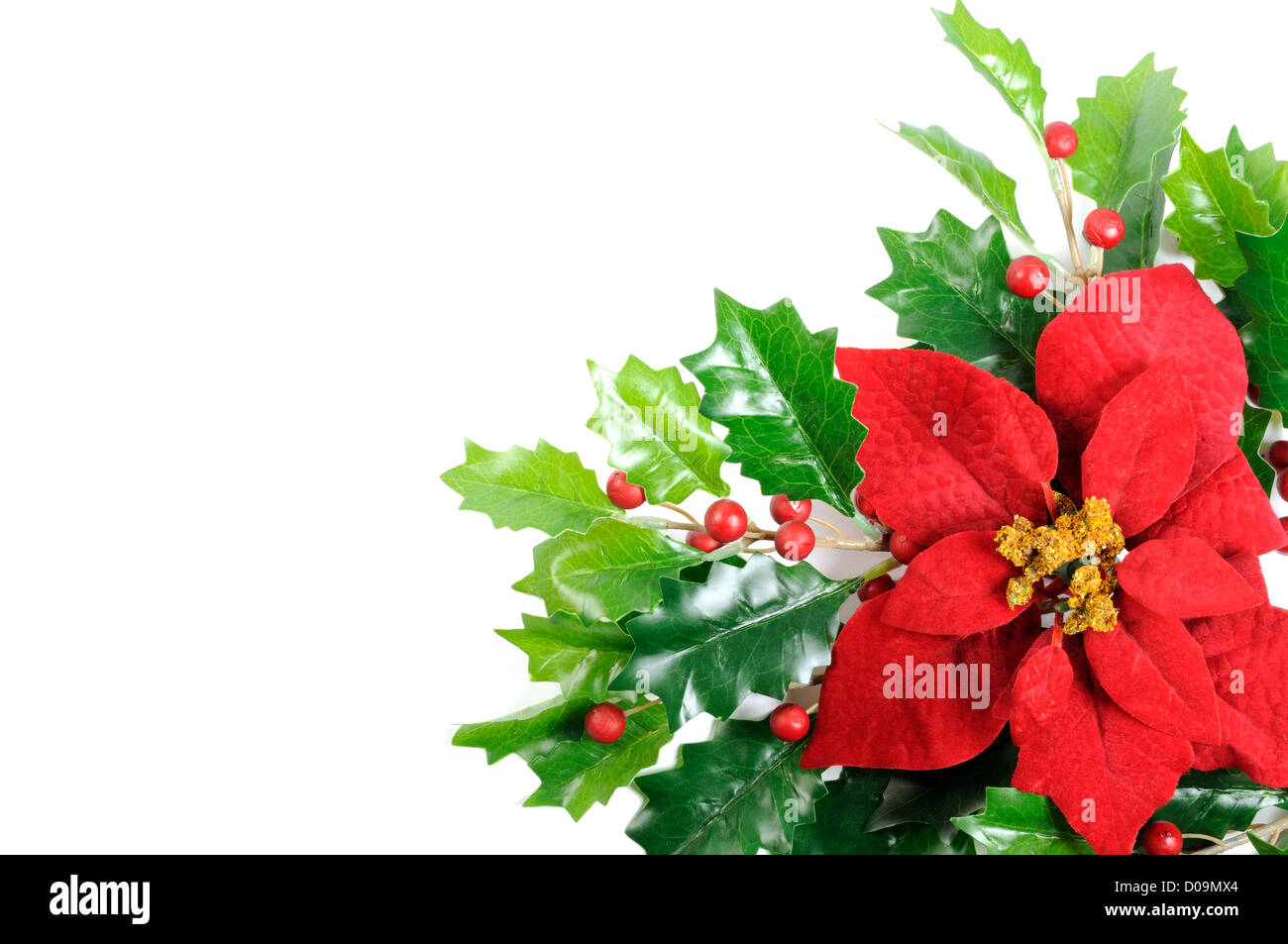 Poinsettia pulcherrima hi-res stock photography and images - Alamy