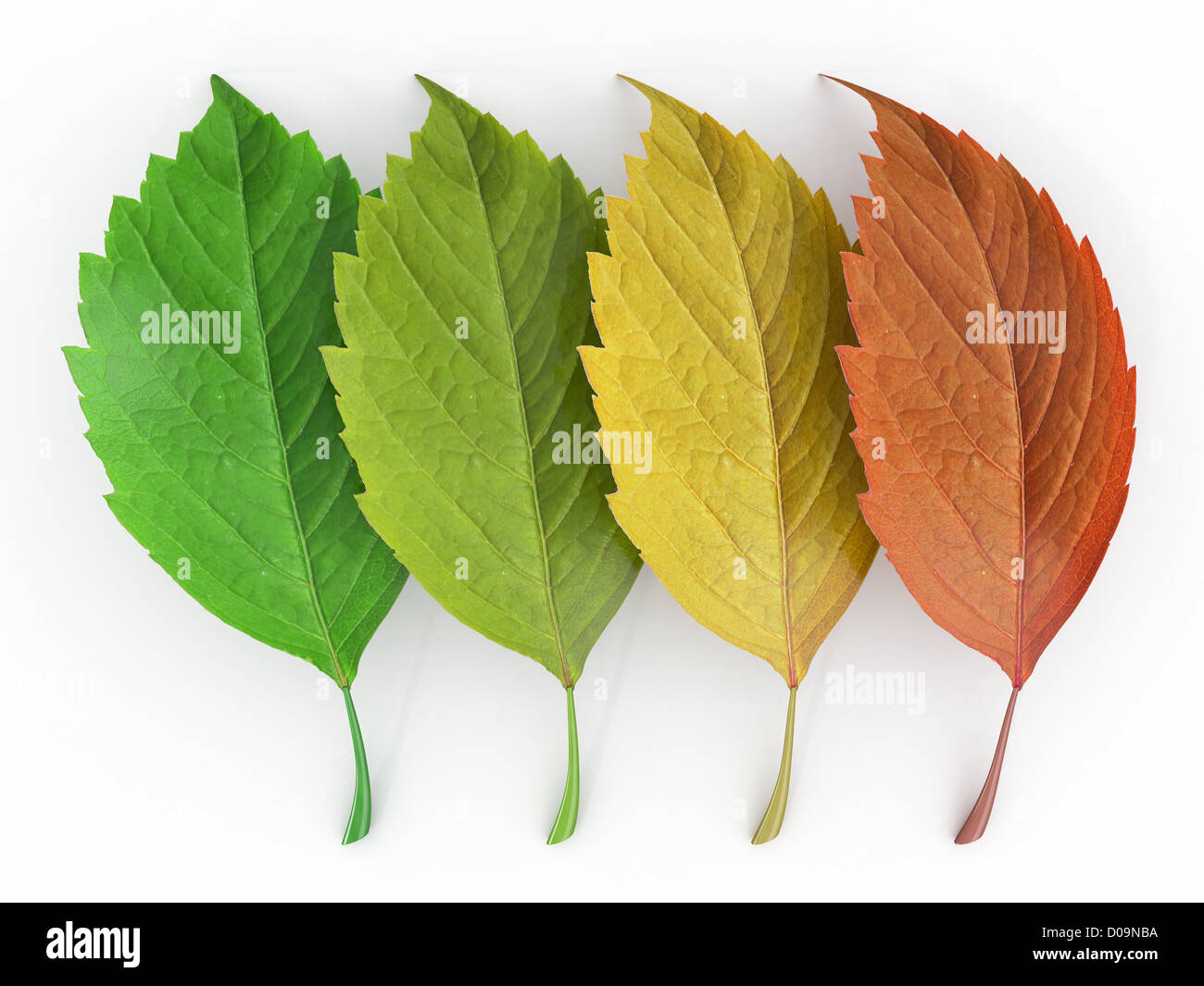 Four season. Green, red and yeloow leaf. 3d Stock Photo