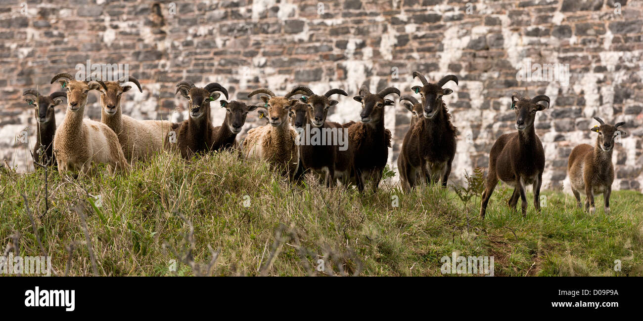 Soay sheep herd, used for grazing and browsing, Berry Head, Devon, England, UK Stock Photo