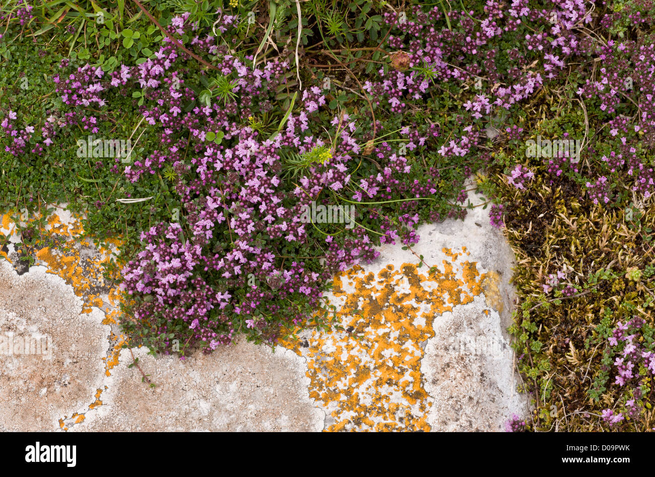 Wild Thyme (Thymus polytrichus ssp. britannicus) on limestone at Berry Head, Devon, England, UK Stock Photo