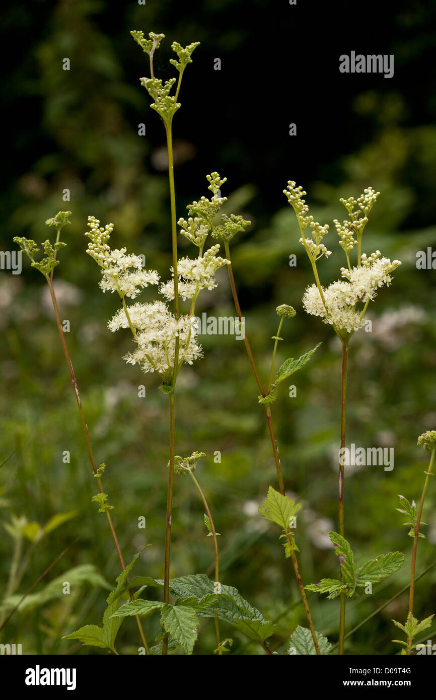 Meadowsweet (Filipendula ulmaria) in flower, summer. Stock Photo