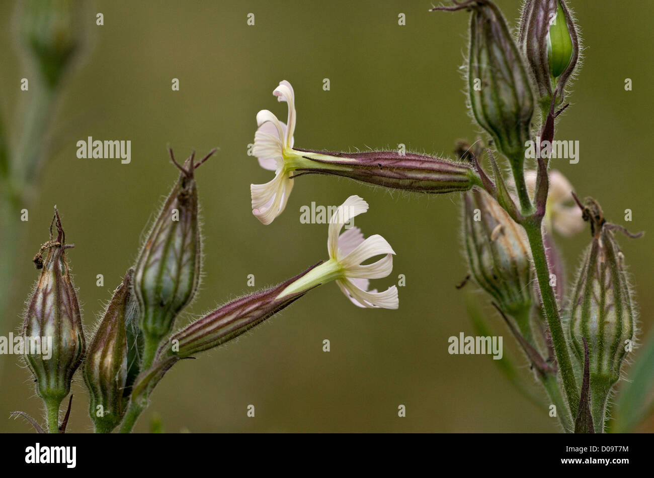 Night-flowering catchfly (Silene noctiflora) close-up, Dorset, England, UK. Rare cornfield weed. Stock Photo