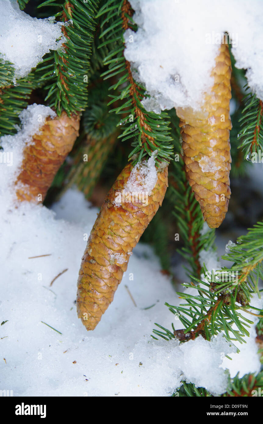 Covered with cones hi-res stock photography and images - Alamy