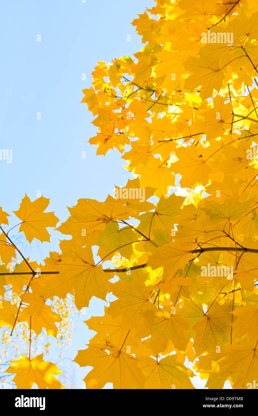 yellow maple leaves are in autumn on the branch Stock Photo - Alamy