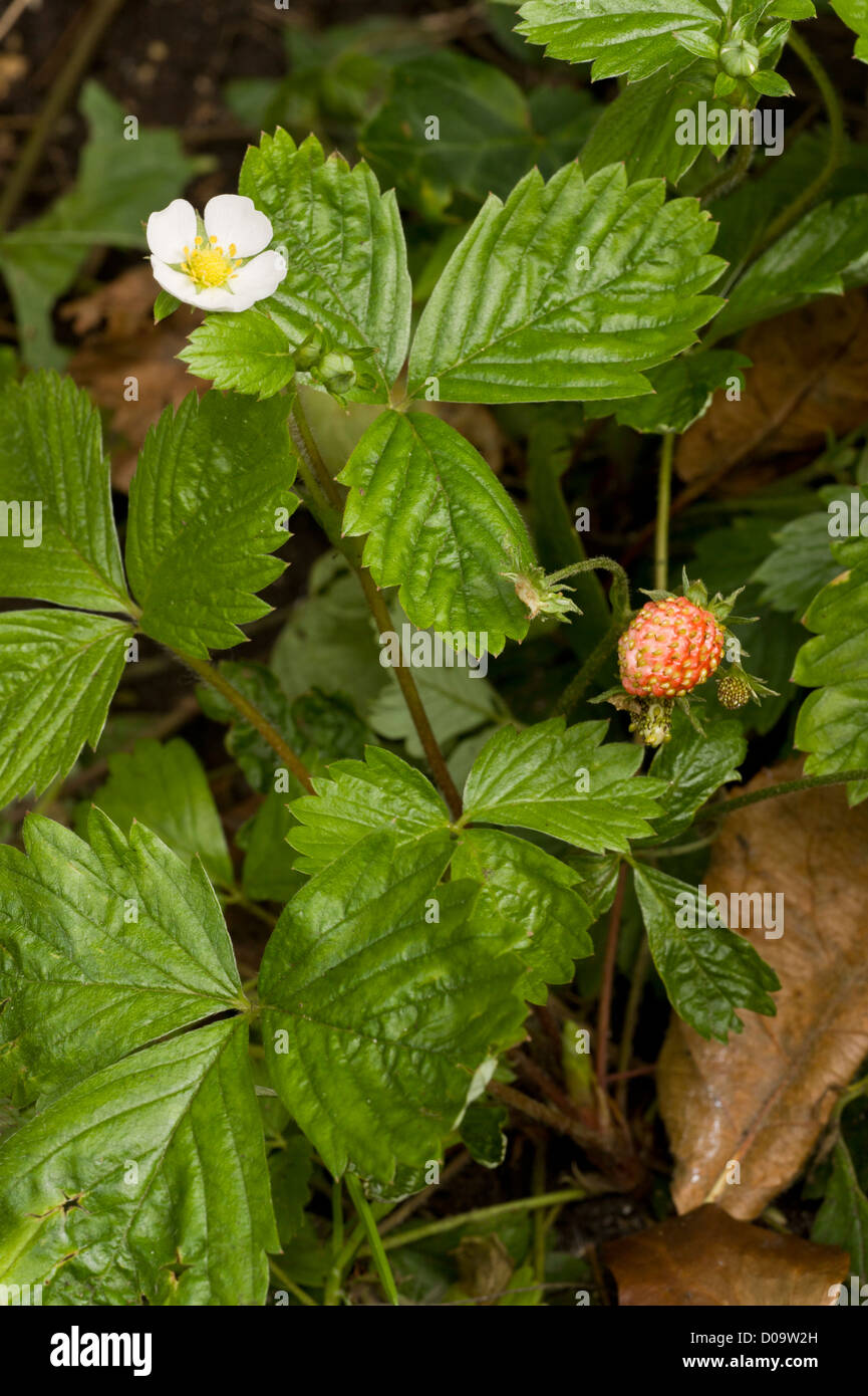 Wild strawberry (Fragaria vesca) flower and fruit, close-up Stock Photo