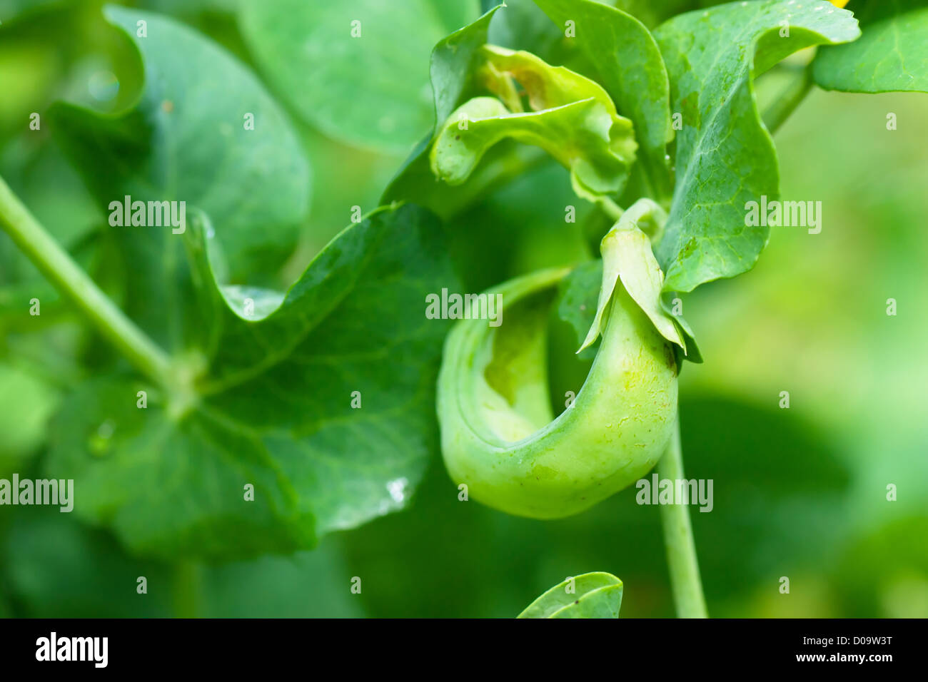 Pod of peas Stock Photo