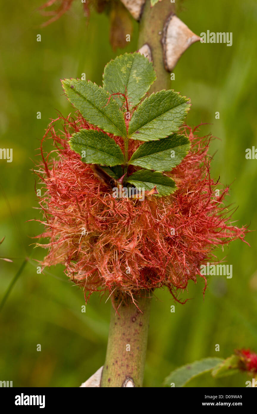 Robin's pincushion (Diplolepis rosae) gall on rose, caused by a gall