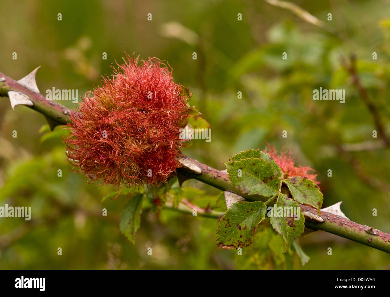 Robins pincushion gall wasp hires stock photography and images Alamy