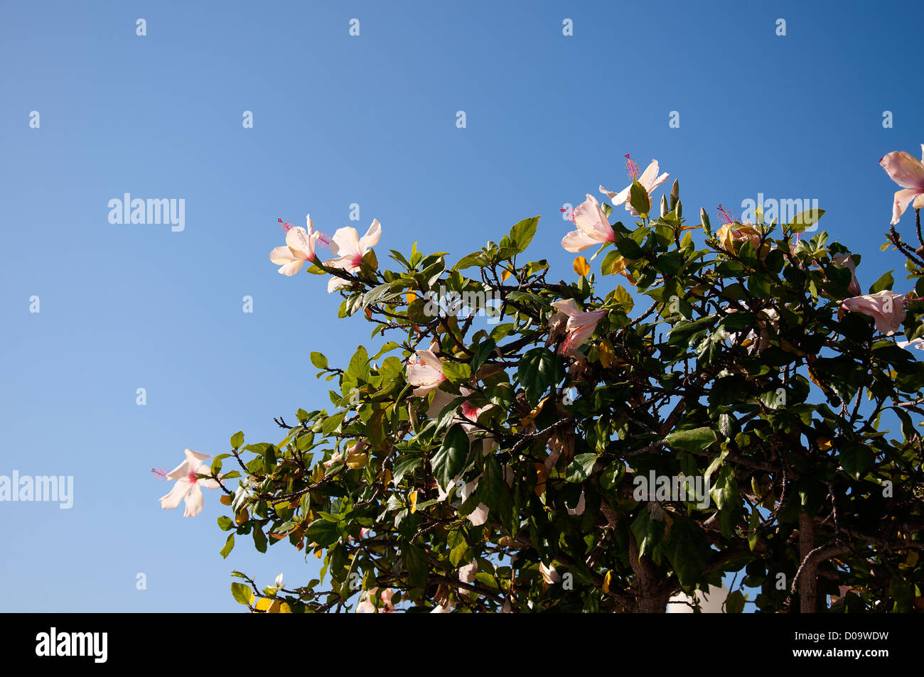 Hibiscus tree on Coronado Island in San Diego California USA Stock Photo Alamy