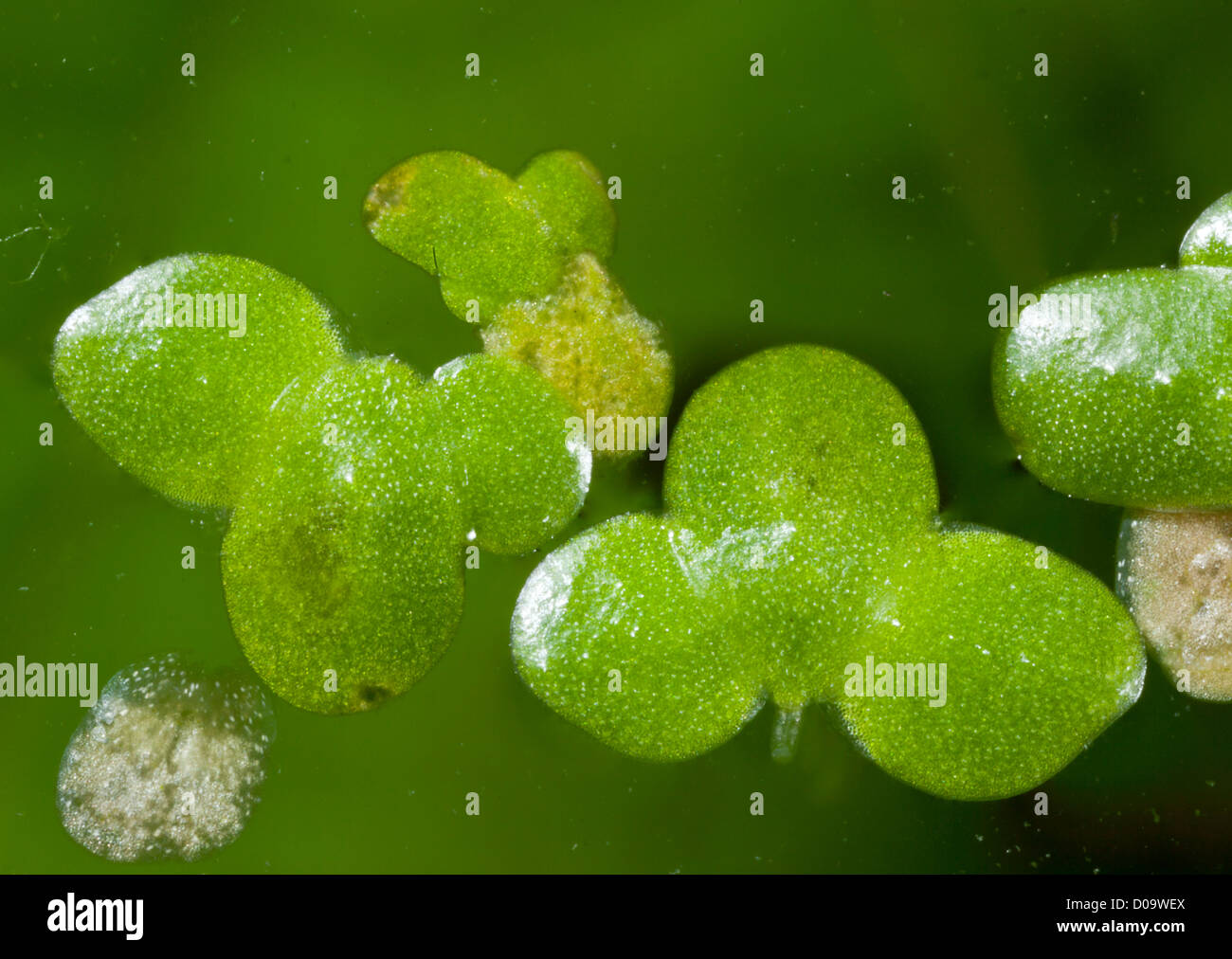 Common duckweed (Lemna minor) on pond surface, closeup Stock Photo Alamy