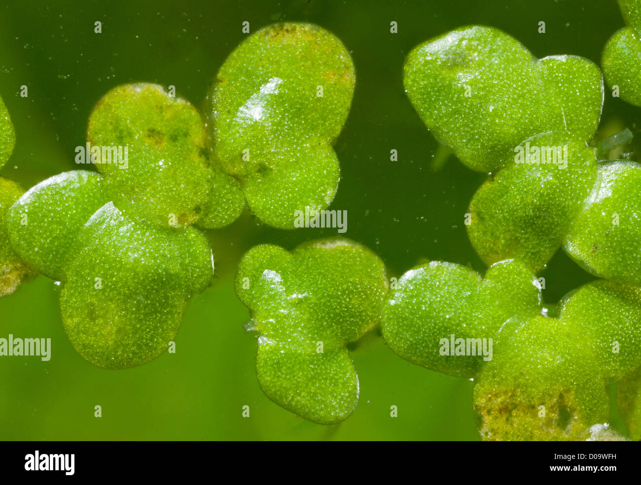 Duckweed Flower Stock Photos & Duckweed Flower Stock Images Alamy