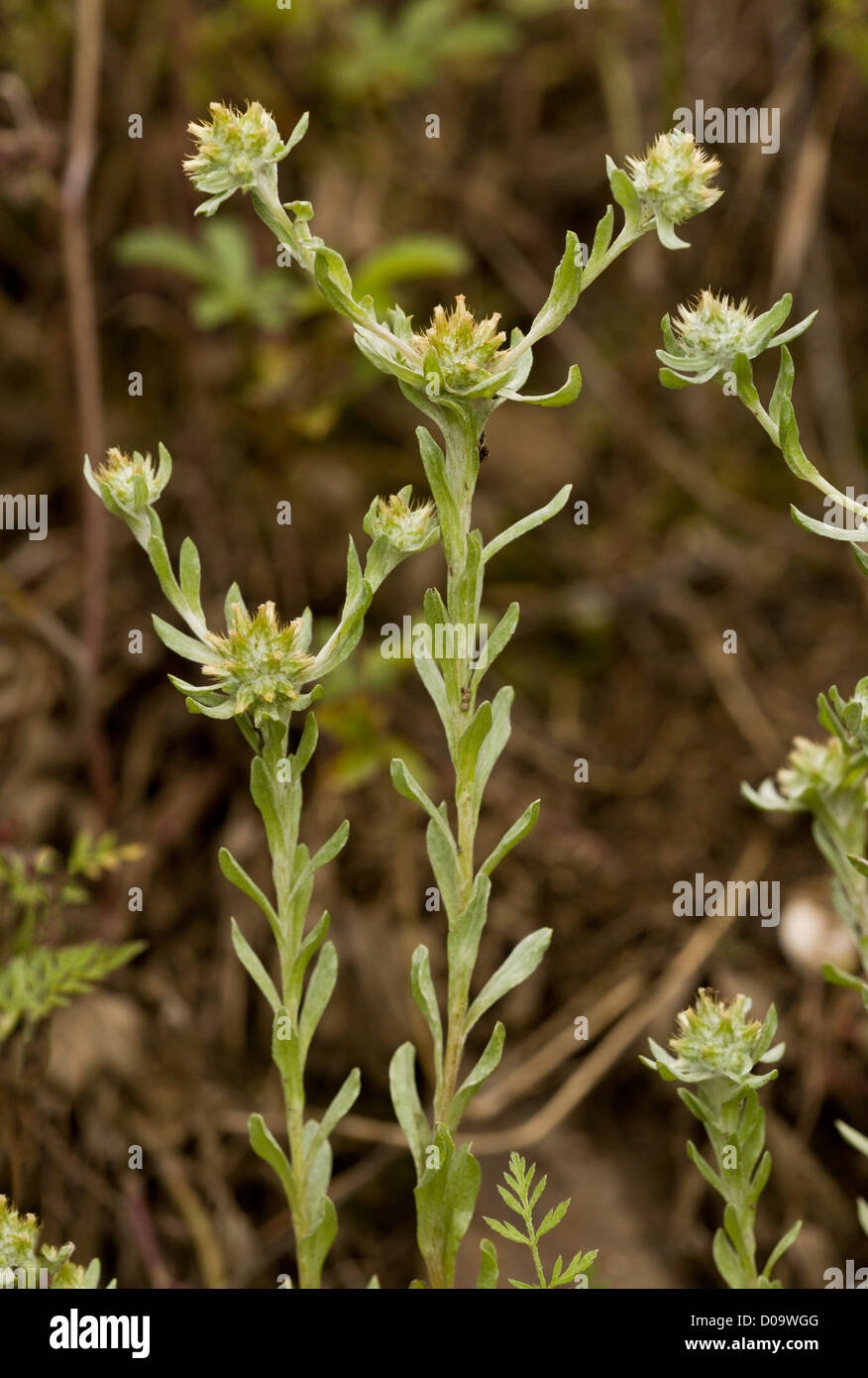 Broad-leaved Cudweed (Filago pyramidata) in arable field, Ranscombe Farm nature reserve, Kent, England. Rare UK archaeophyte. Stock Photo
