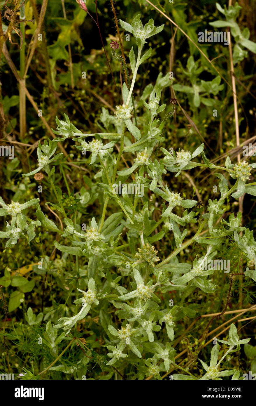 Broad-leaved Cudweed (Filago pyramidata) in arable field, Ranscombe Farm nature reserve, Kent, England. Rare UK archaeophyte. Stock Photo