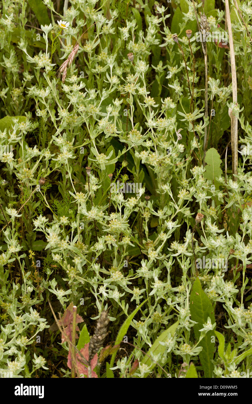 Broad-leaved Cudweed (Filago pyramidata) in arable field, Ranscombe Farm nature reserve, Kent, England. Rare UK archaeophyte. Stock Photo