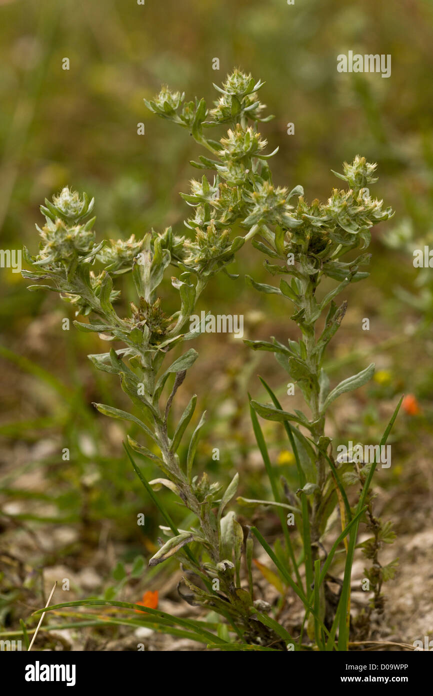 Broad-leaved Cudweed (Filago pyramidata) in arable field, Ranscombe Farm nature reserve, Kent, England. Rare UK archaeophyte. Stock Photo