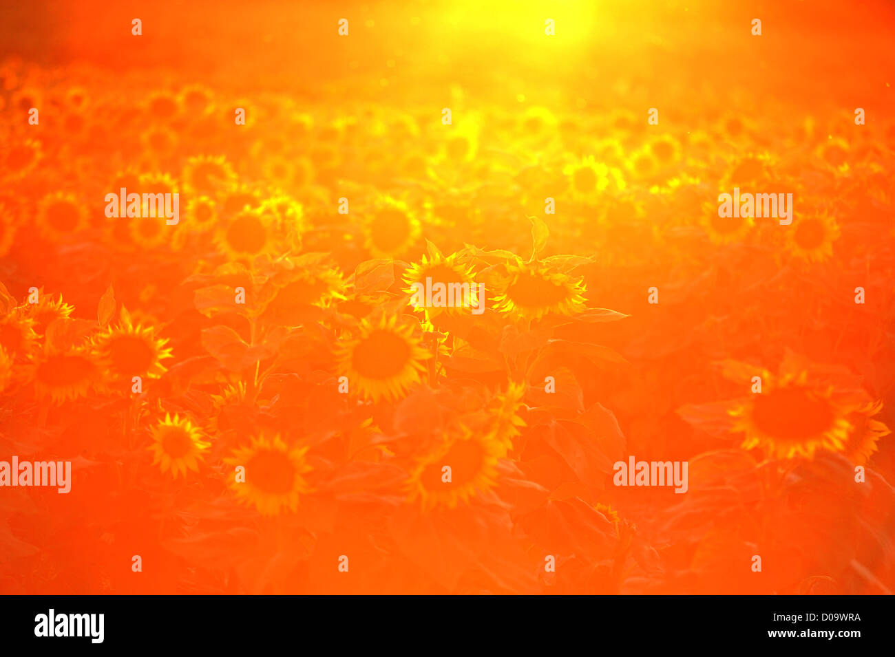 Sunflower field in Provence, southern France Stock Photo - Alamy