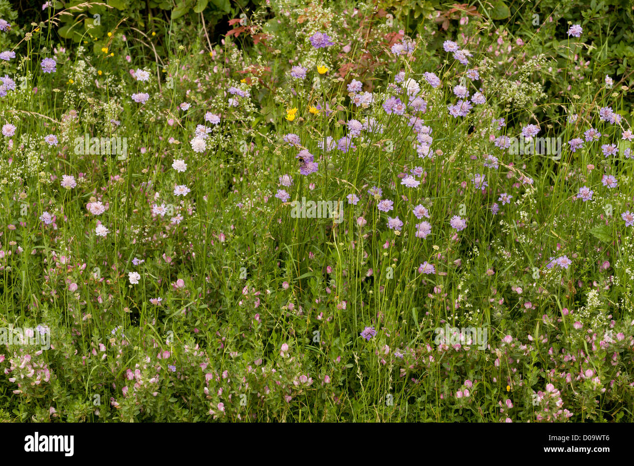 Species-rich wood border/field border with Field Scabious, Common Restharrow etc at Ranscombe Farm nature reserve, Kent. Stock Photo