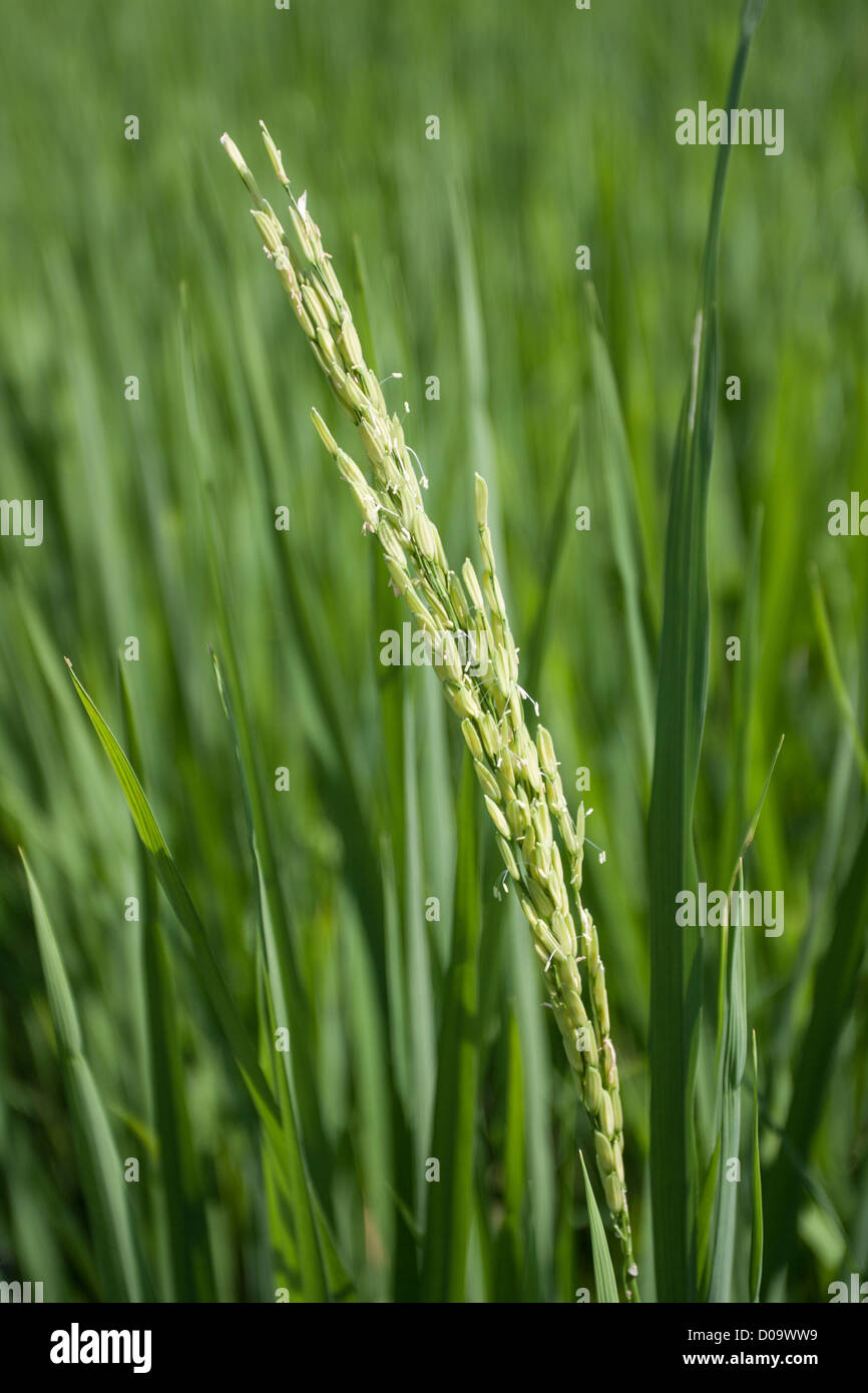 CLOSE-UP OF A RICE SPROUT IN A RICE PADDY NEAR LISU LODGE IN THE NORTH OF THAILAND THAILAND ASIA Stock Photo