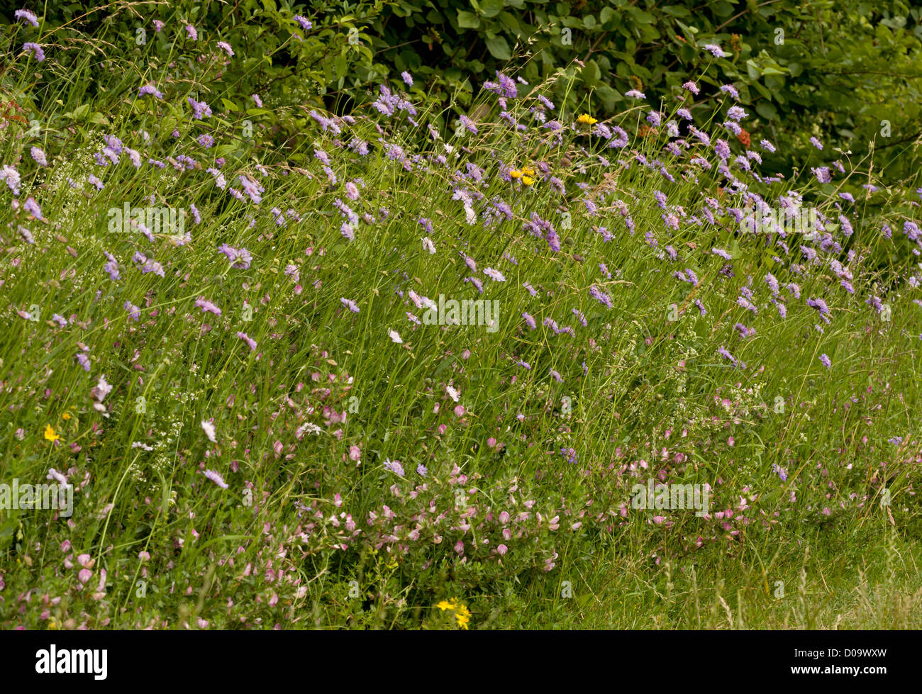 Species-rich wood border with Field Scabious and Common Restharrow, Ranscombe Farm nature reserve, Kent, England, UK Stock Photo