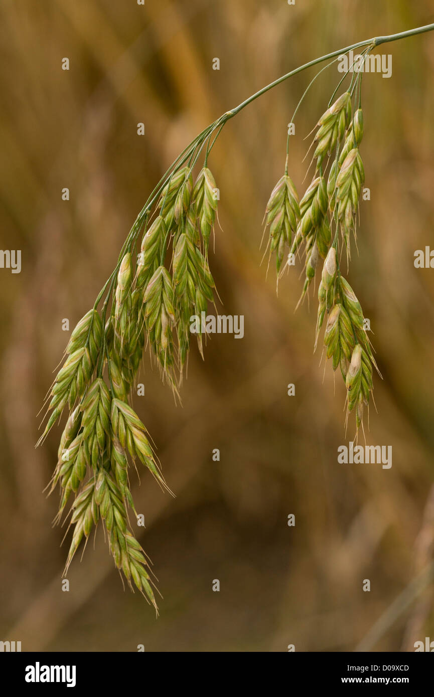 Rye Brome (Bromus secalinus) in cornfield at Ranscombe Farm nature reserve, Kent, England, UK. Rare grass in UK. Stock Photo