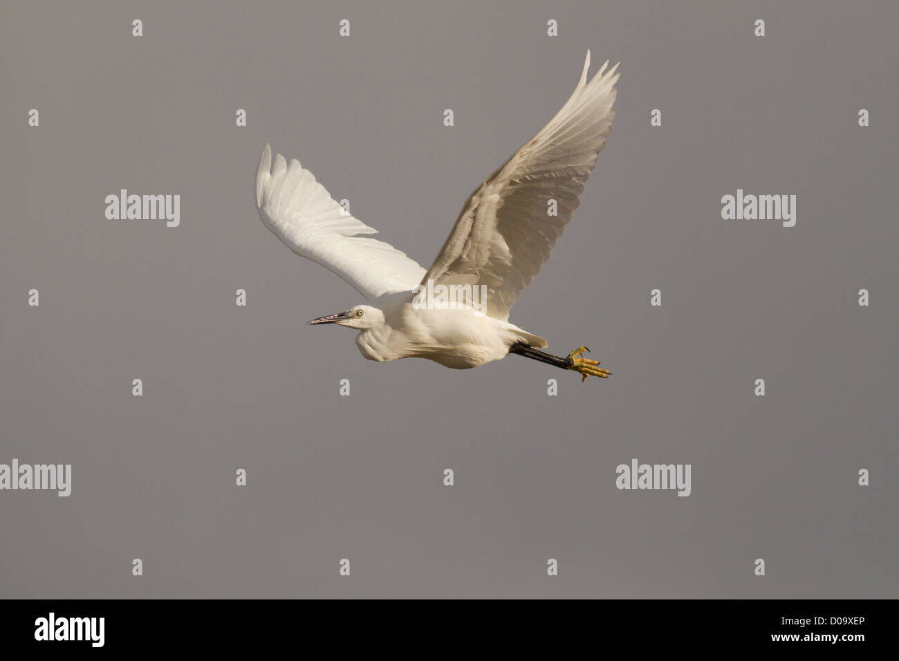 Little Egret (Egretta garzetta) in flight, St Mary's, Isles of Scilly Stock Photo
